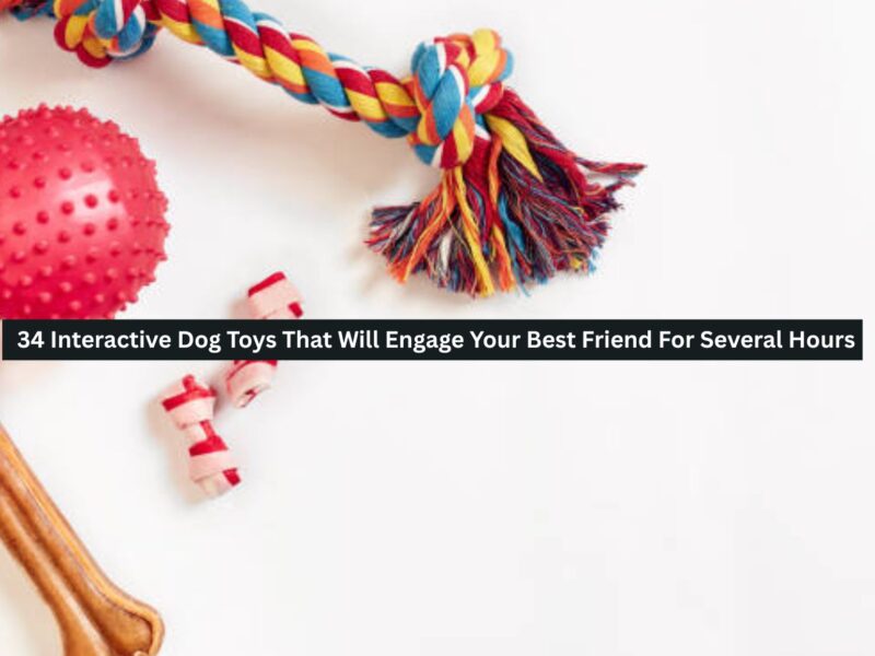 Interactive Dog Toys