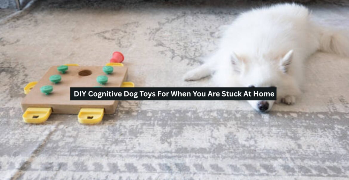Cognitive Dog Toys