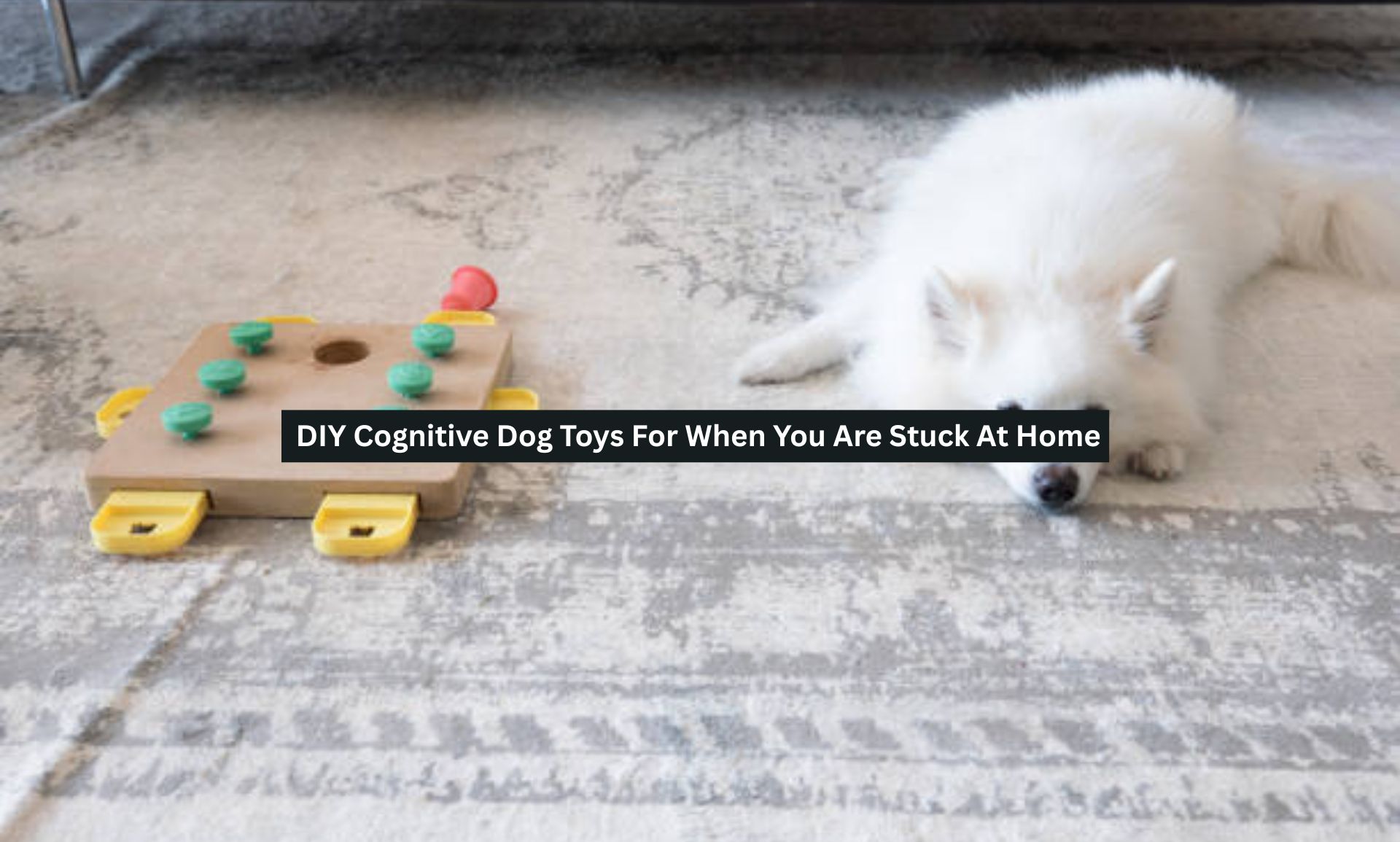 Cognitive Dog Toys