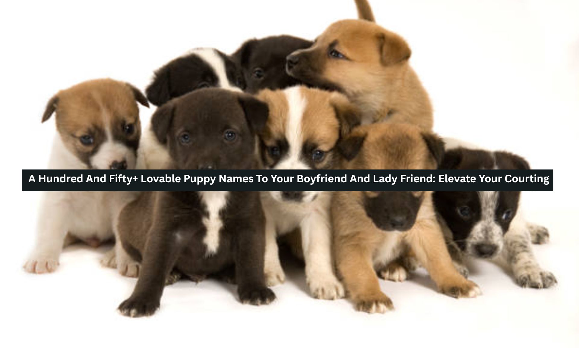 Lovable Puppy Names
