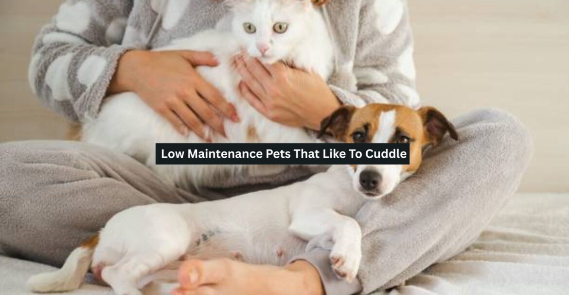 Low Maintenance Pets