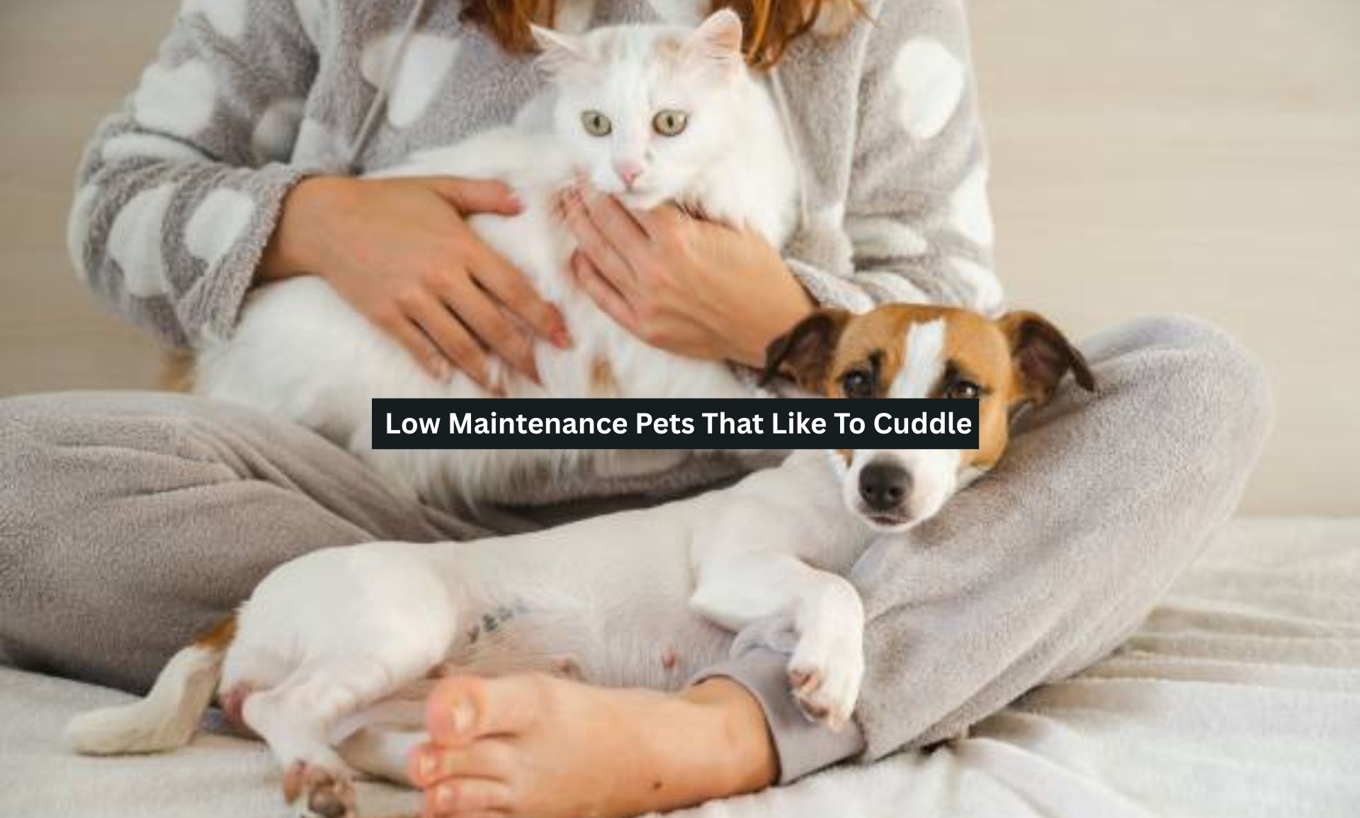 Low Maintenance Pets