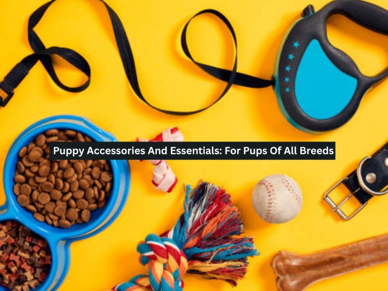 Puppy Accessories