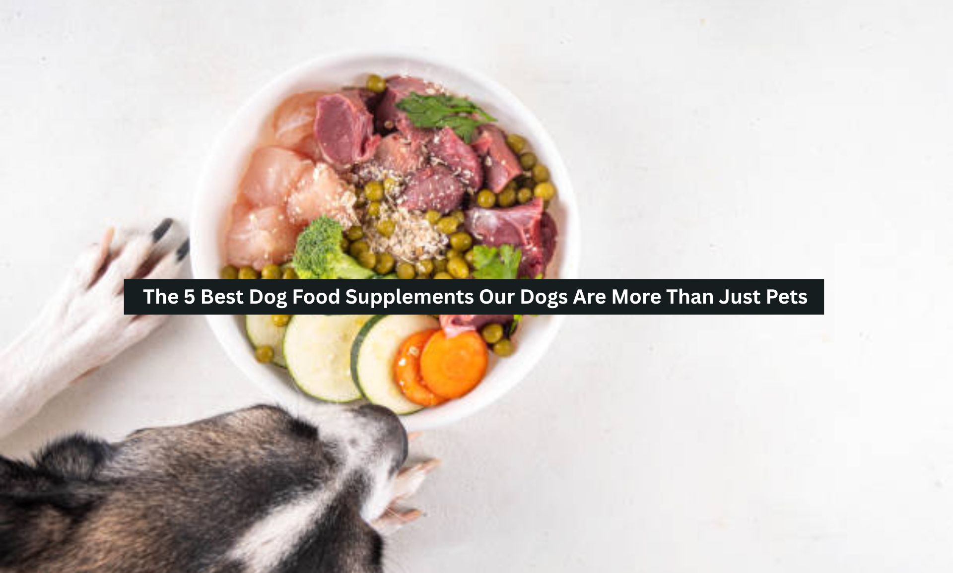 Dog Food Supplements