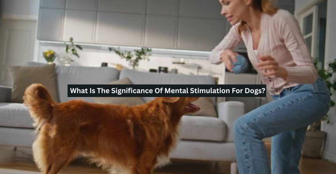 Mental Stimulation For Dogs