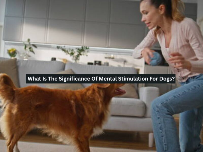 Mental Stimulation For Dogs