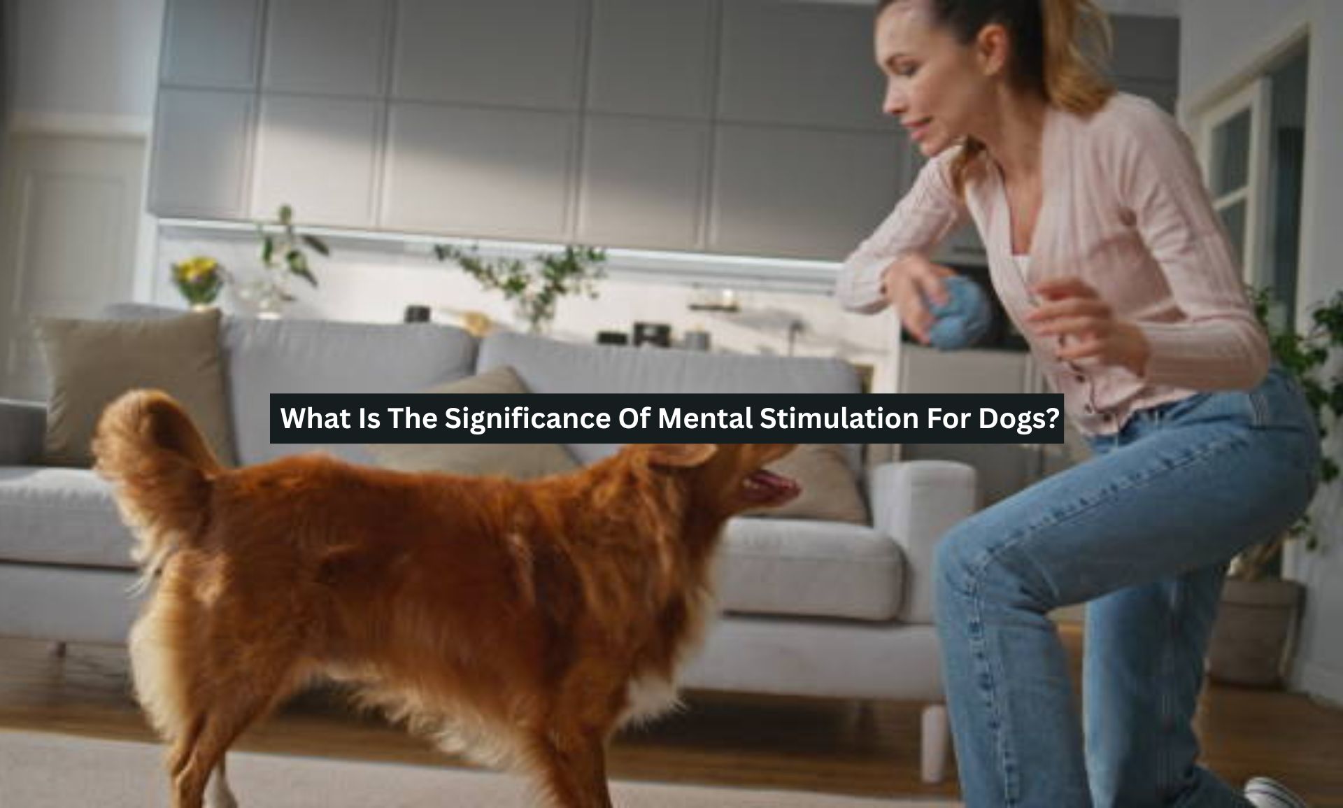 Mental Stimulation For Dogs