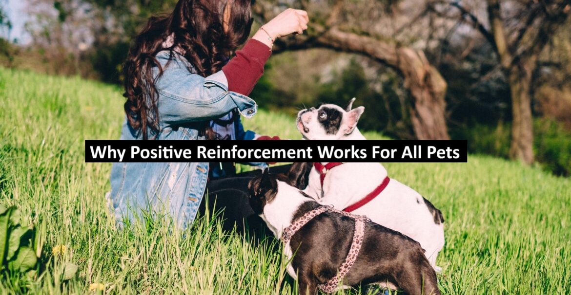 Why Positive Reinforcement Works For All Pets