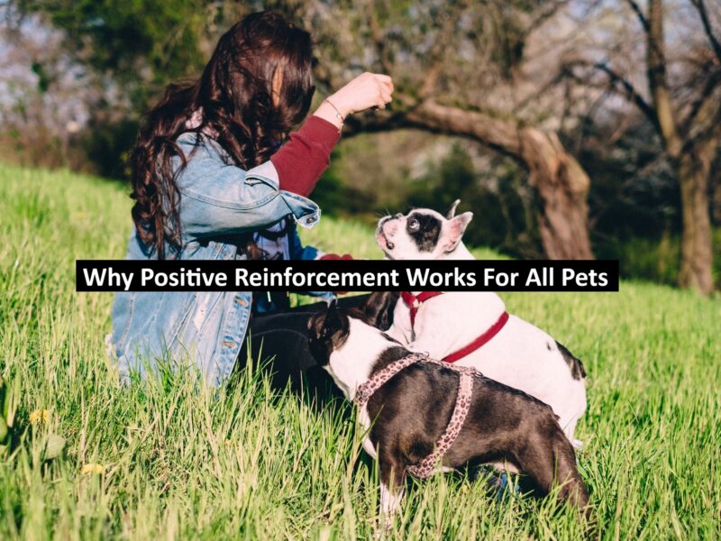 Why Positive Reinforcement Works For All Pets