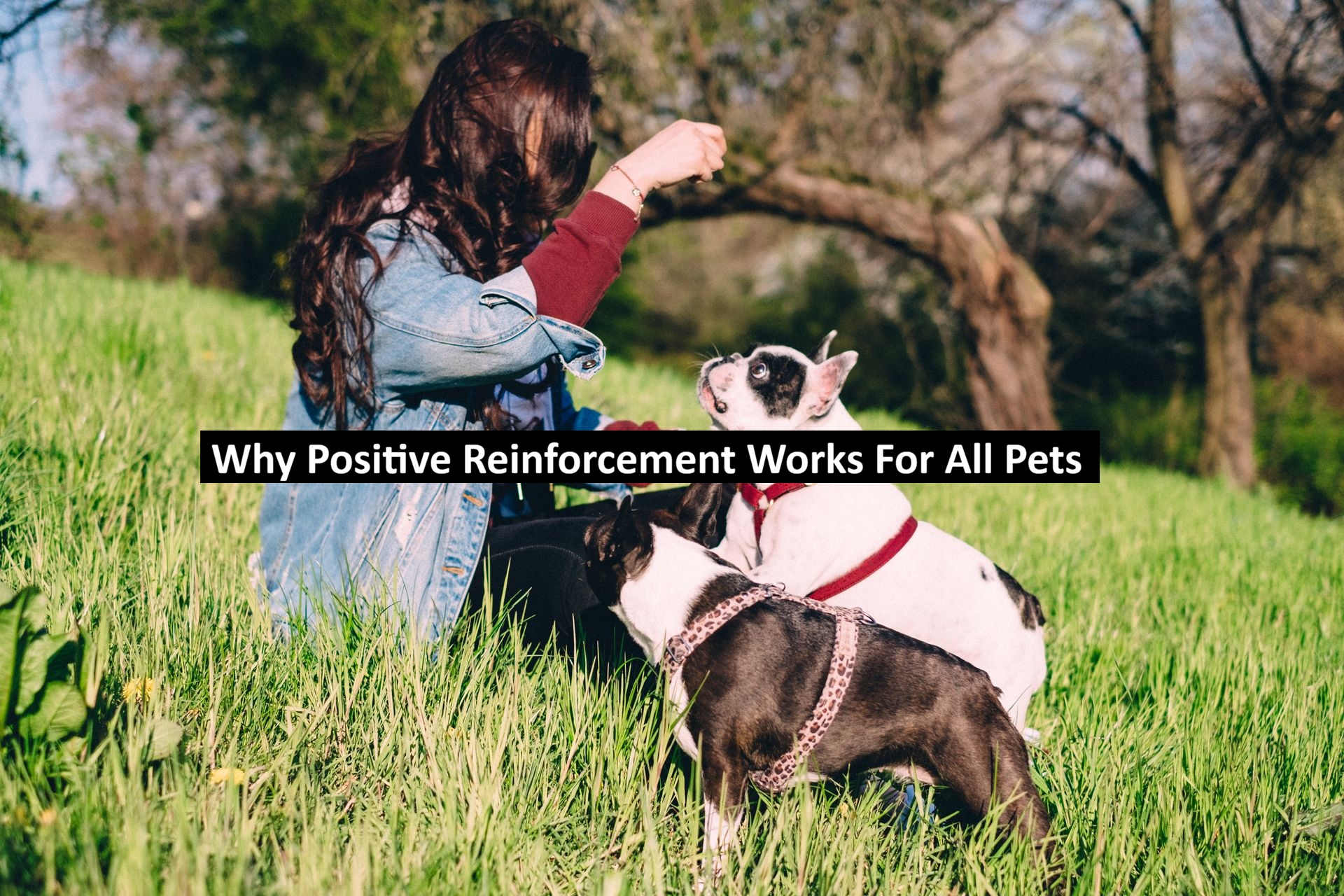 Why Positive Reinforcement Works For All Pets